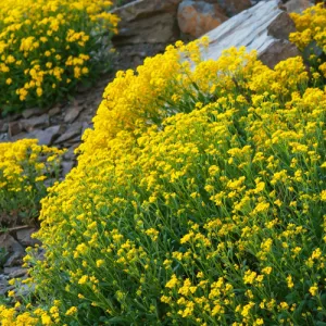 Basket of Gold Alyssum Seeds
