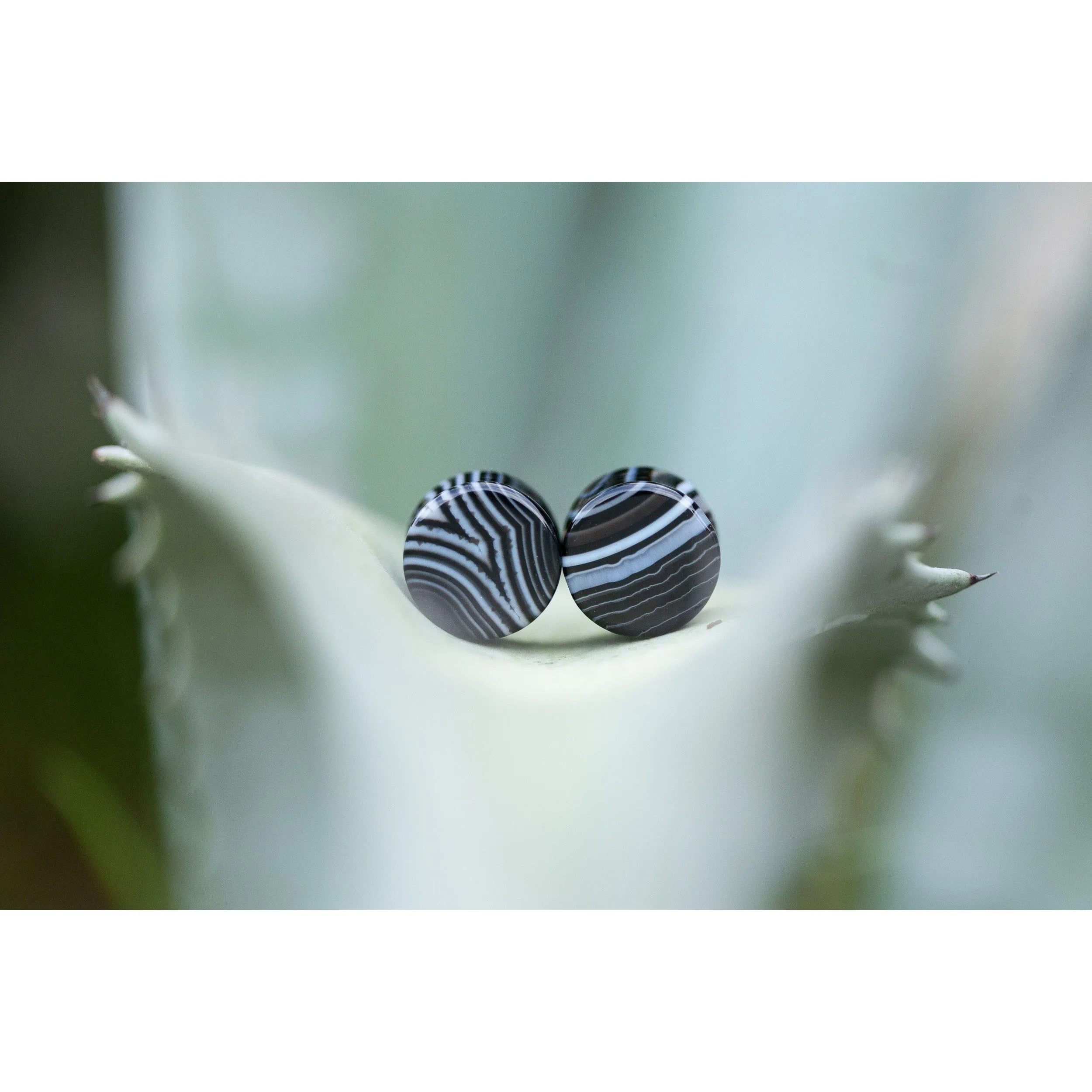 Black Agate Plugs, Double Flared Pair, Organic Plugs