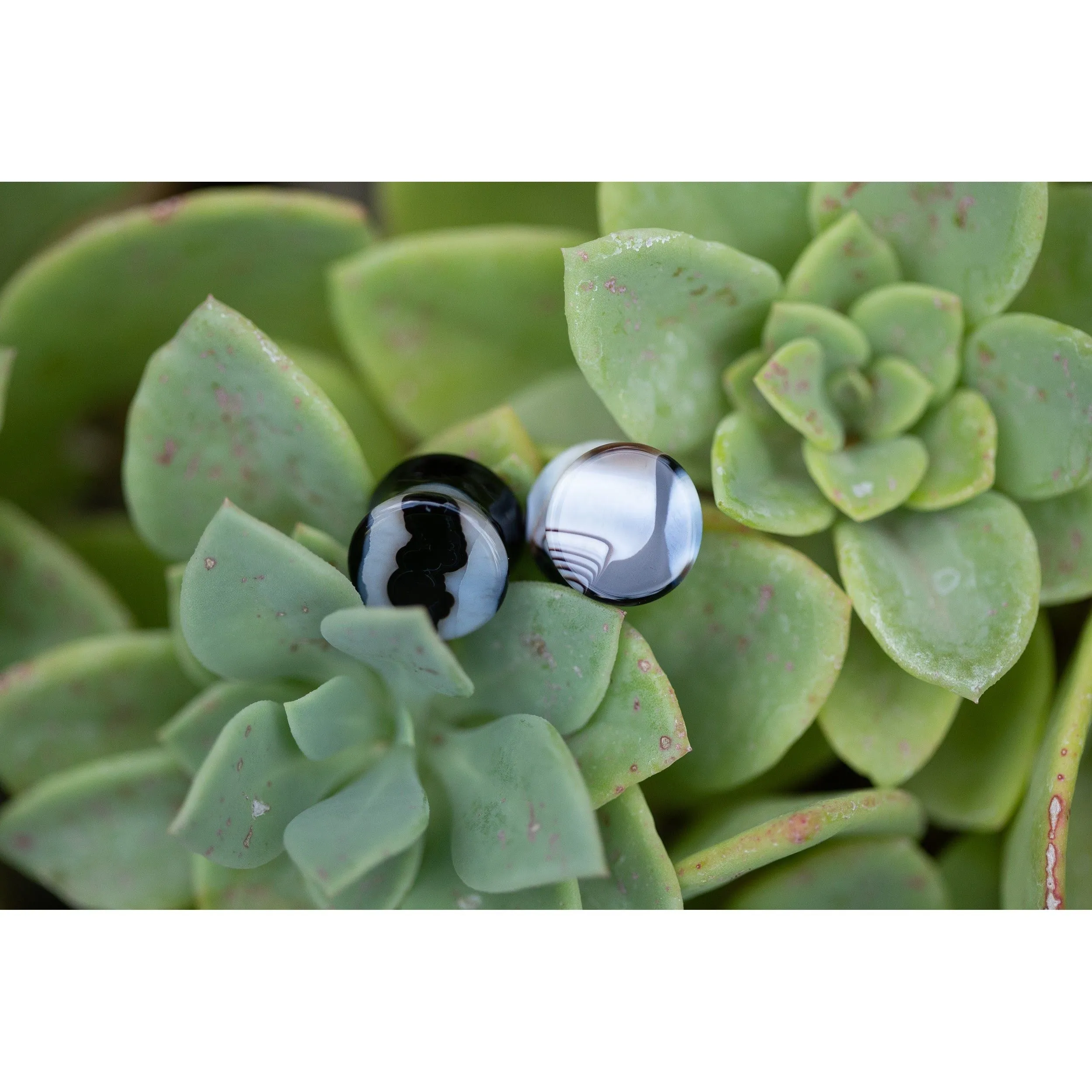 Black Agate Plugs, Double Flared Pair, Organic Plugs