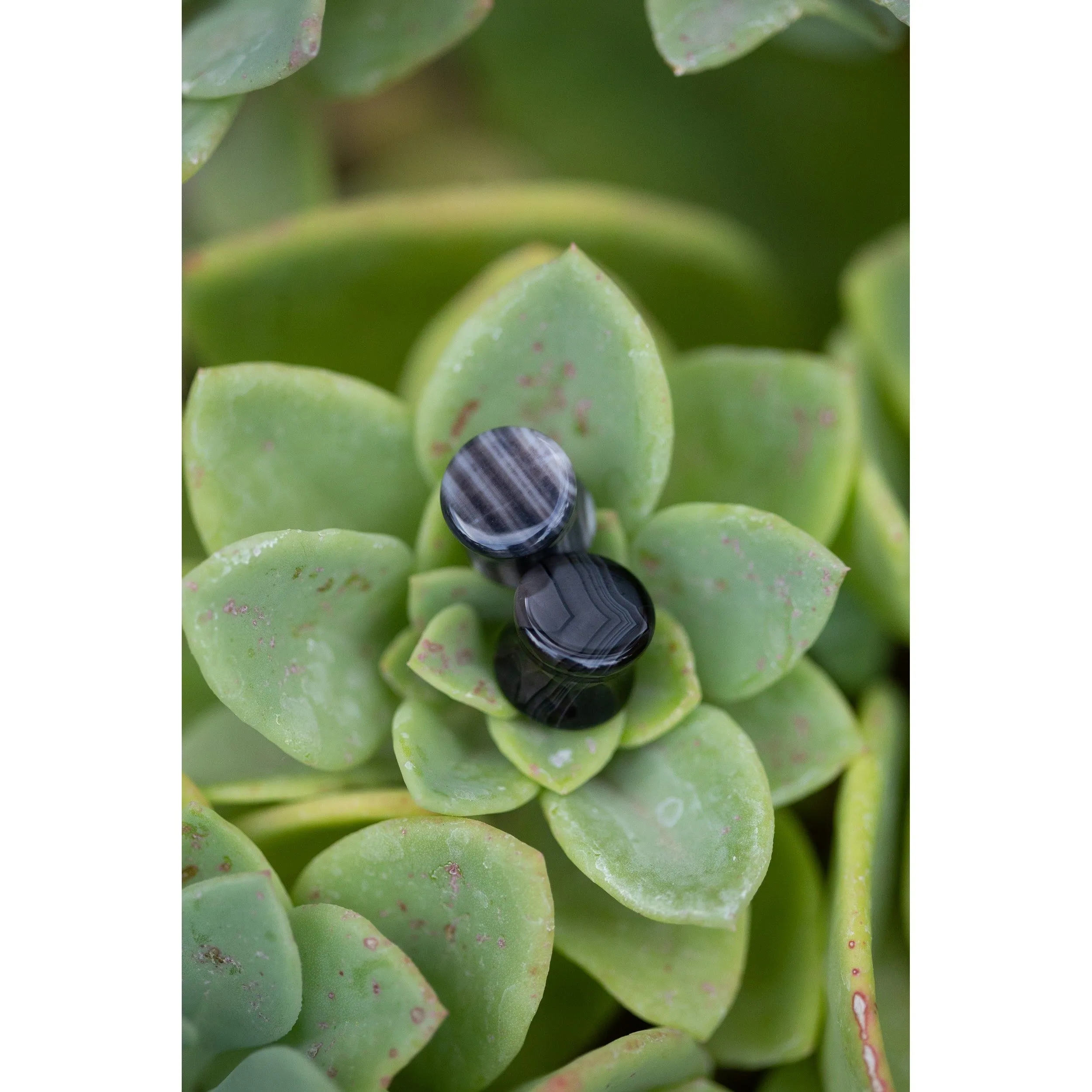 Black Agate Plugs, Double Flared Pair, Organic Plugs