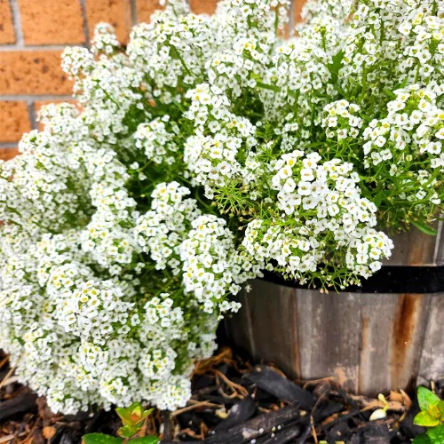 Carpet of Snow Alyssum Seeds