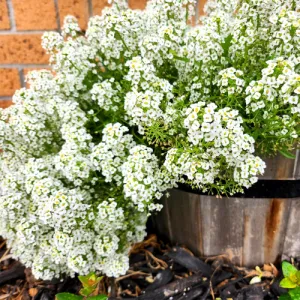 Carpet of Snow Alyssum Seeds