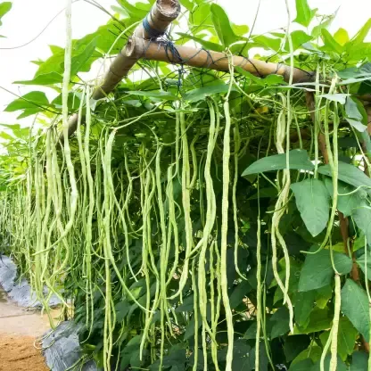 Cowpea Seeds for Gardening at Home