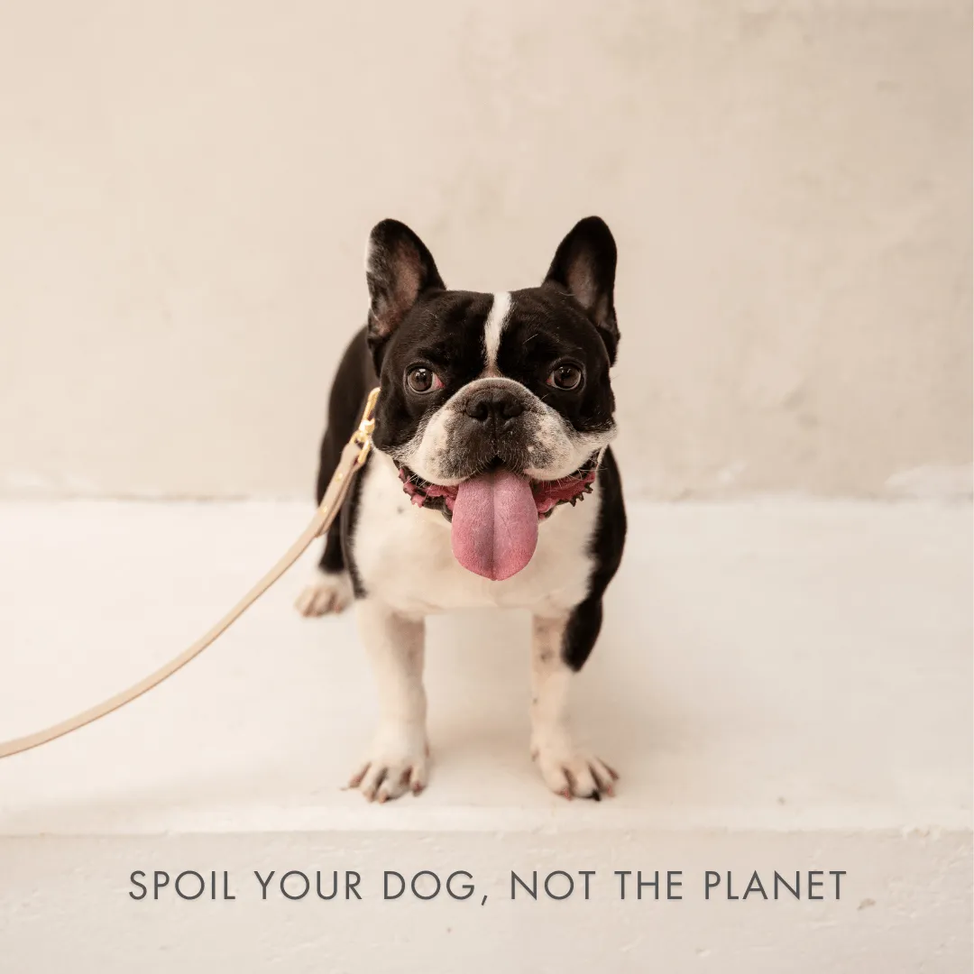Cupertino Air Tag Enabled Vegan Leather Dog Collar | Multiple Colours