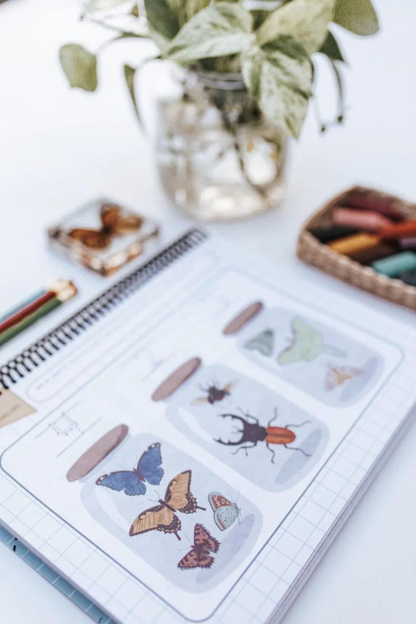 DIGITAL Little Sprouts (PreK) Mathematics