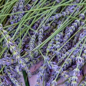 Dried Lavender by the 1/2 Ounce