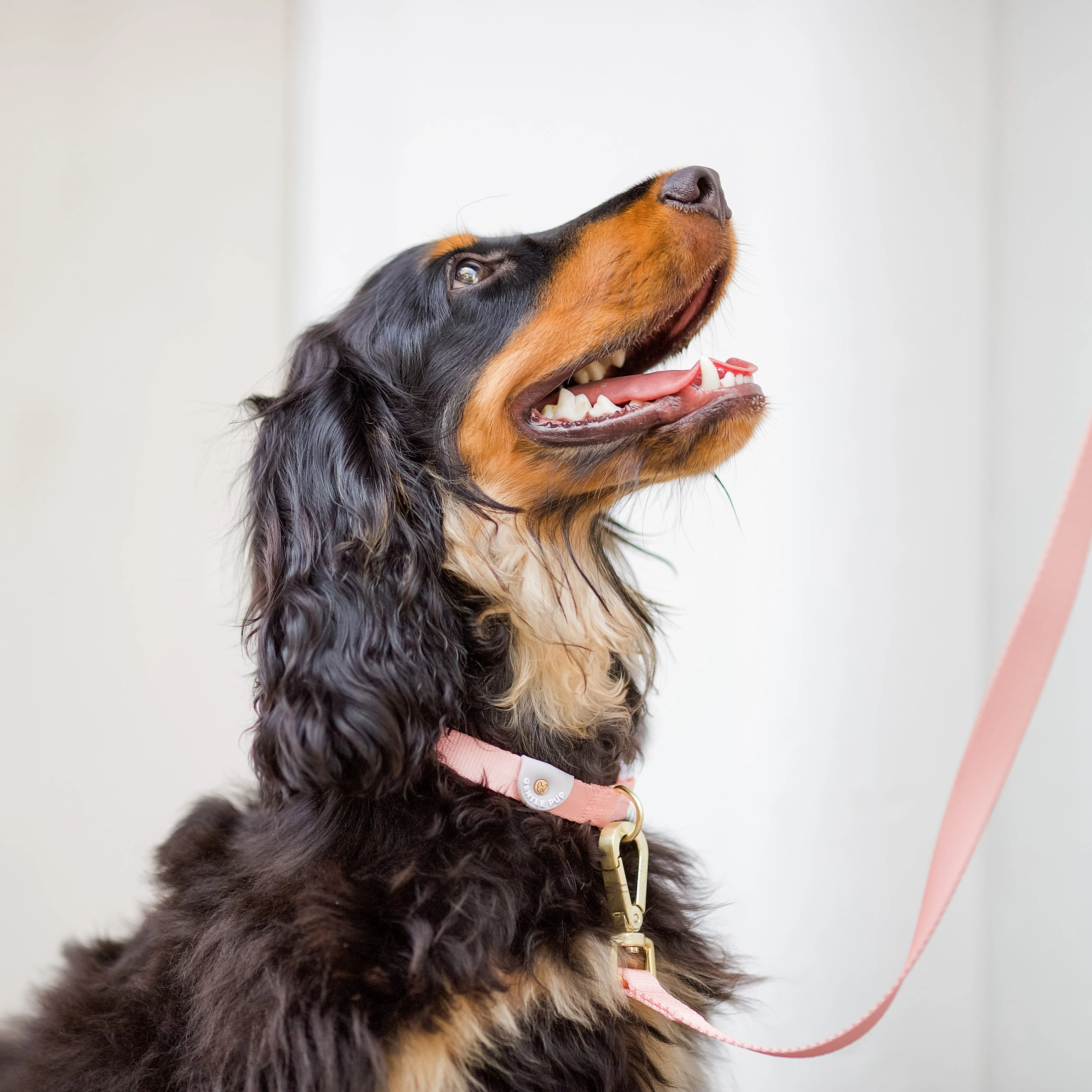 Gentle Pup - Camelia Dog Collar