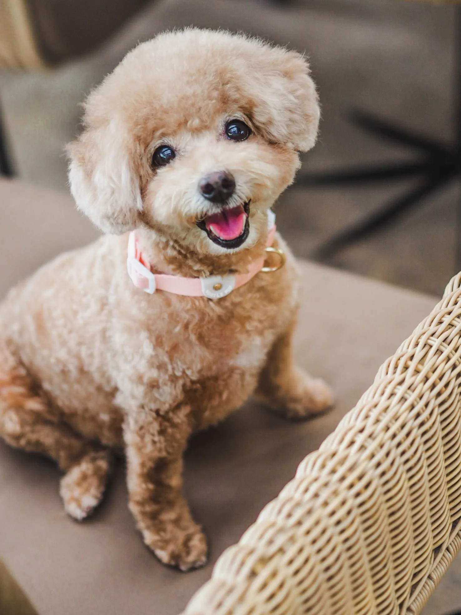Gentle Pup - Camelia Dog Collar
