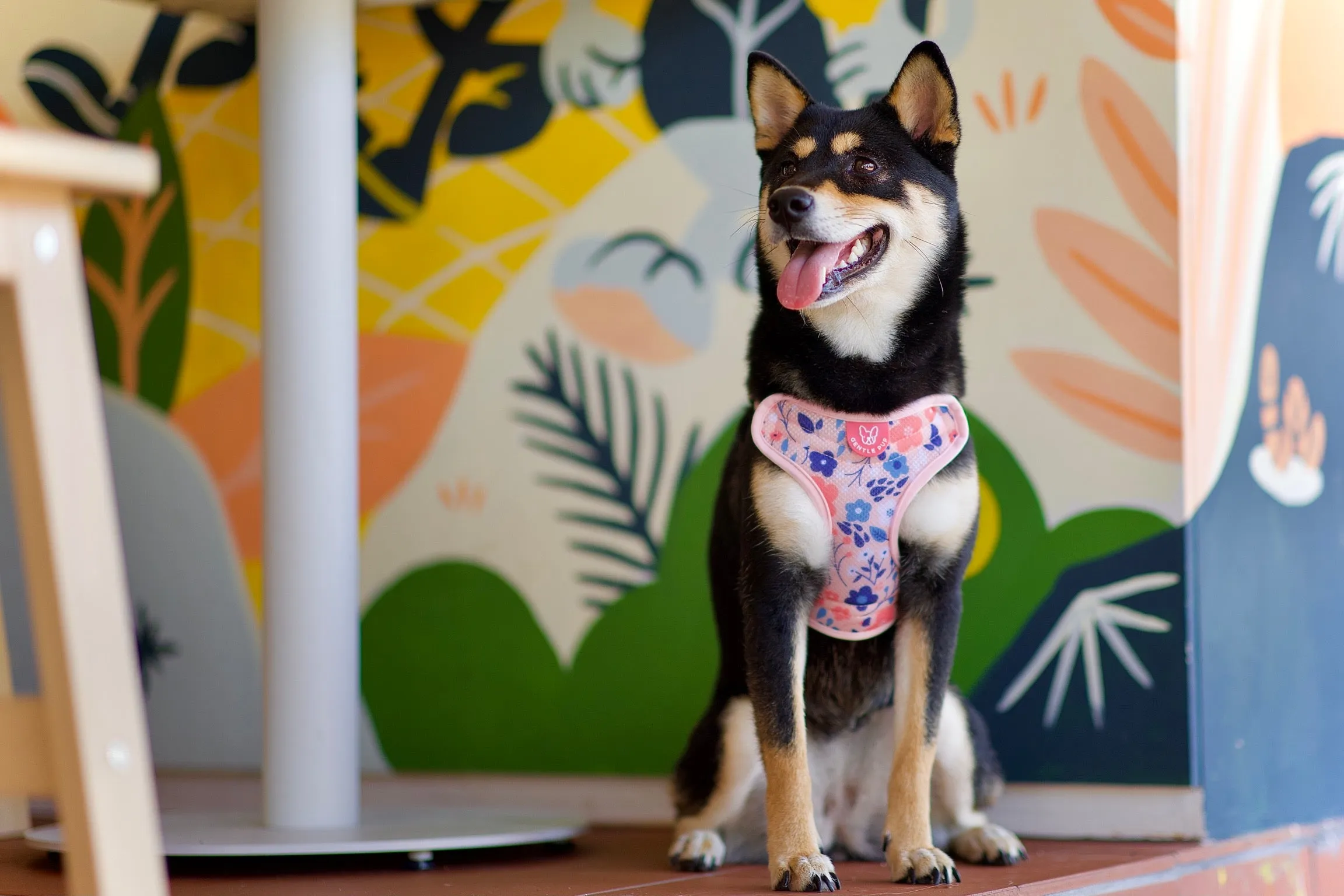 Gentle Pup - Molly Meadows Easy Harness