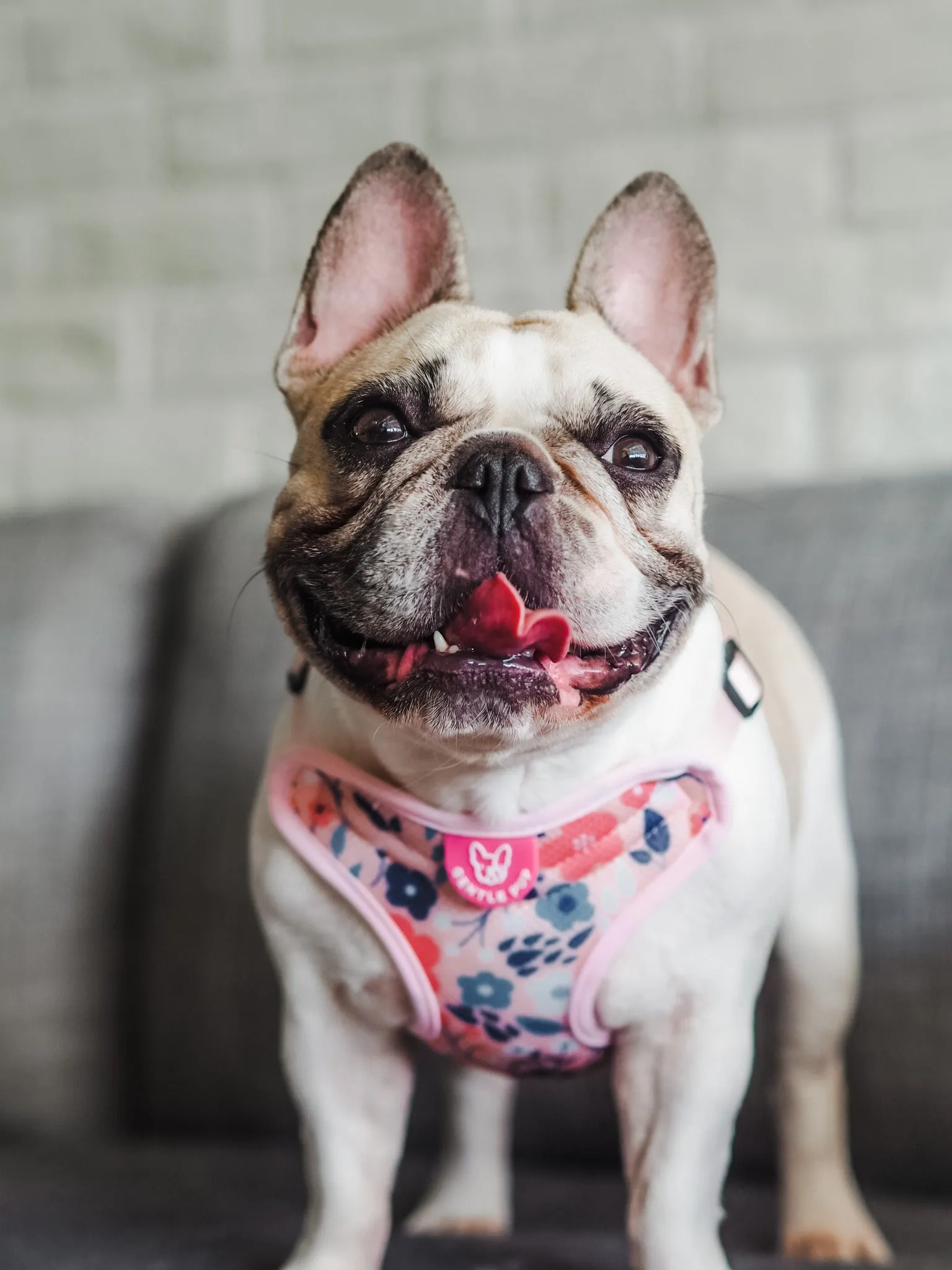 Gentle Pup - Molly Meadows Easy Harness