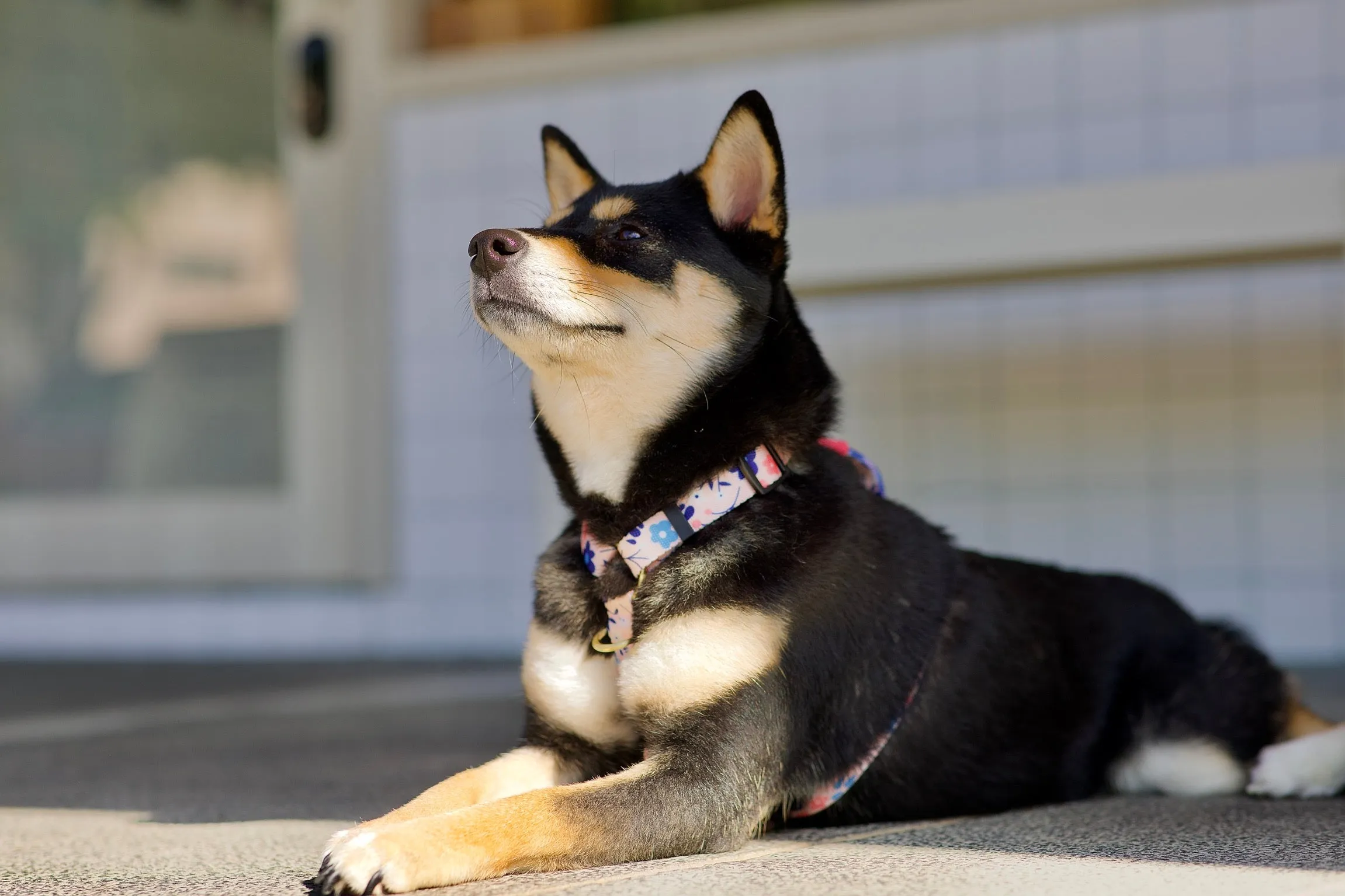 Gentle Pup - Molly Meadows Maxi Harness
