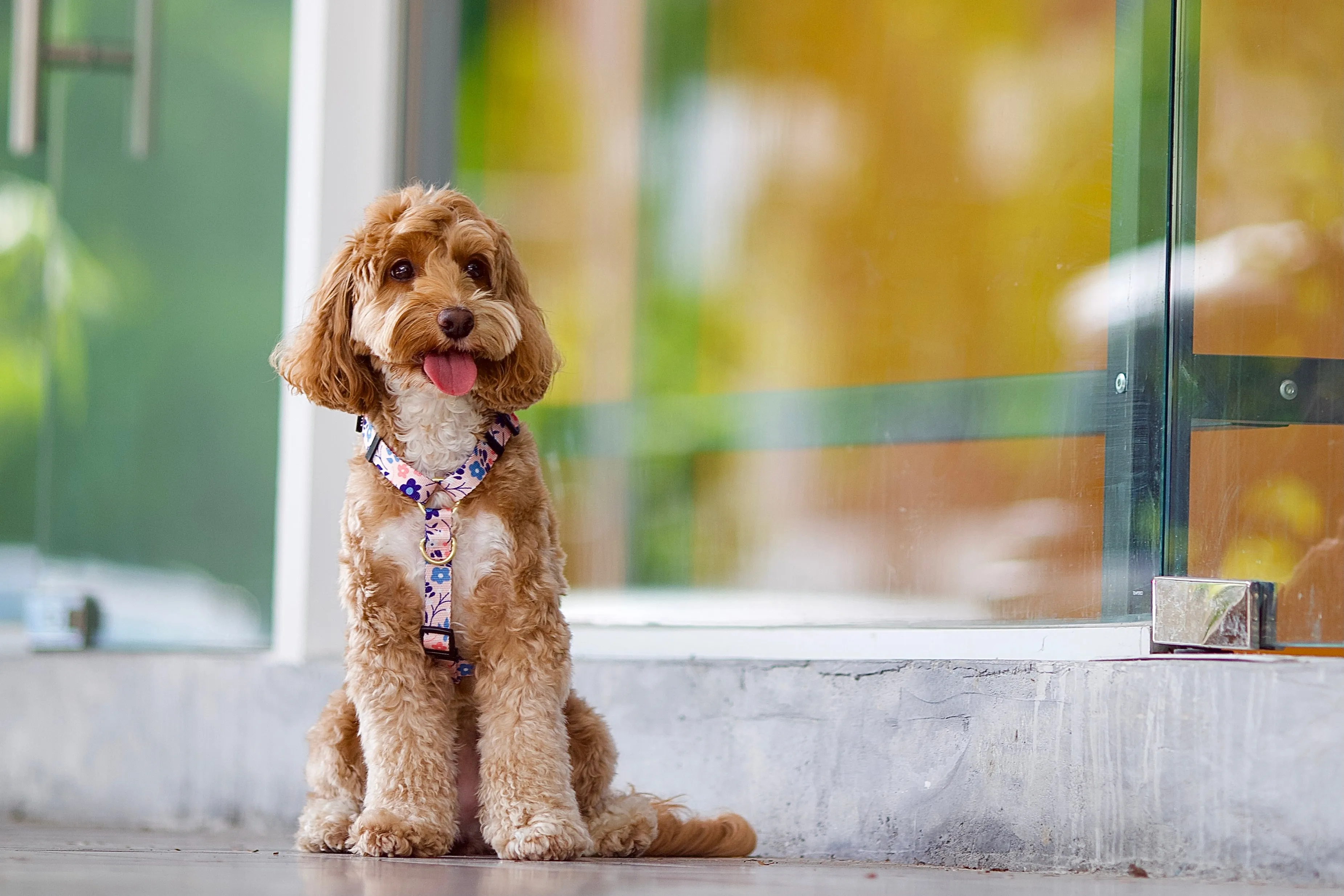 Gentle Pup - Molly Meadows Maxi Harness