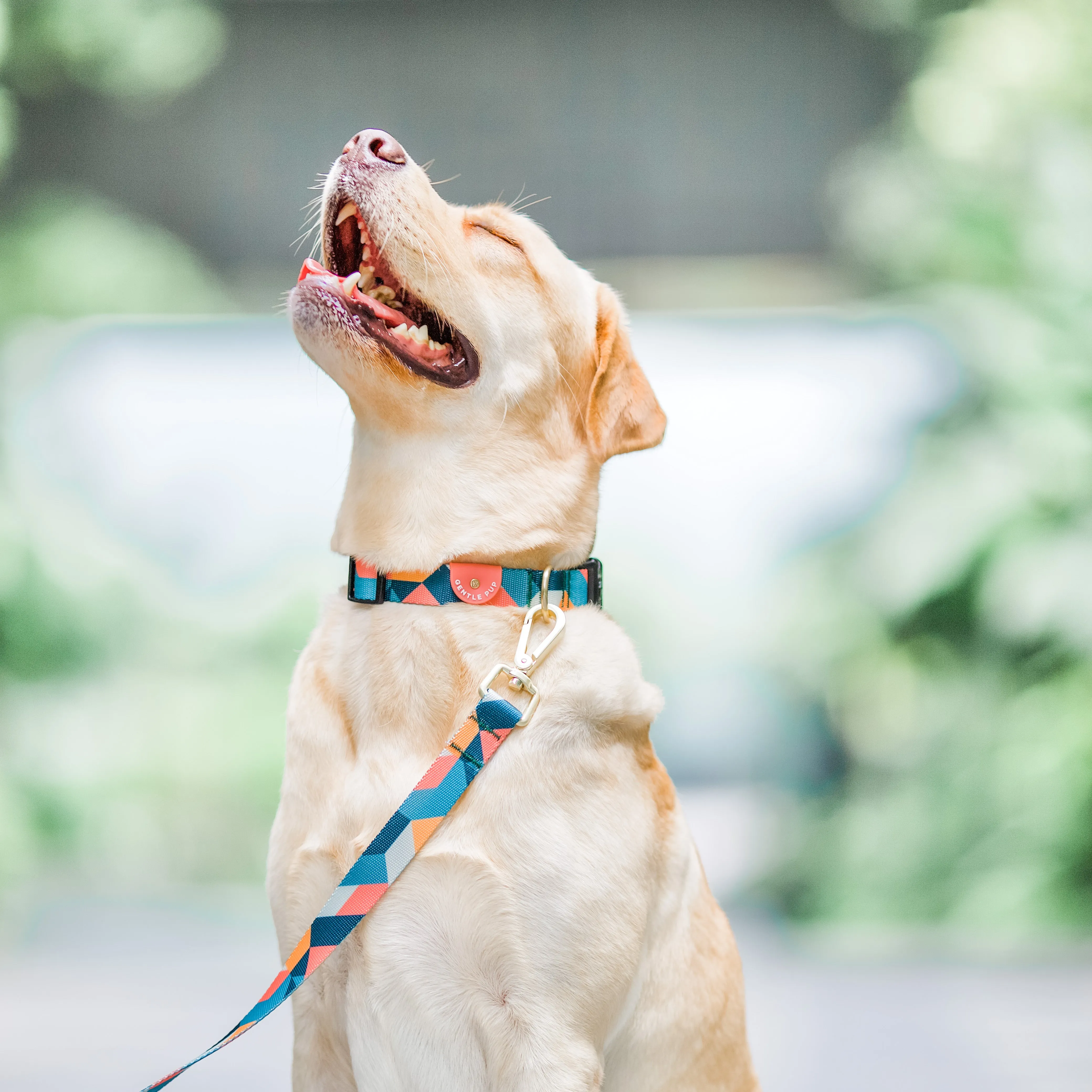 Gentle Pup - Razzle Dazzle Dog Collar