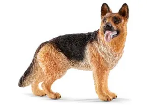 German Shepherd