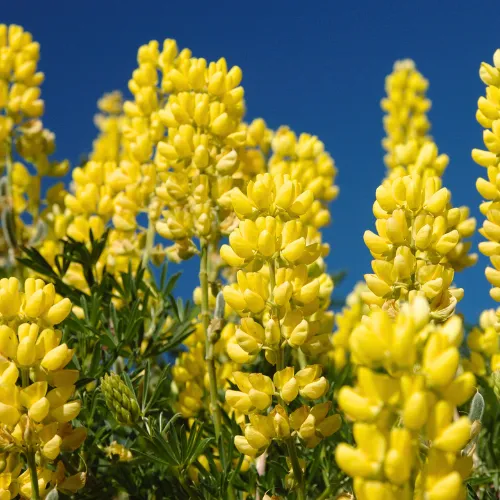 Golden Lupine Seeds