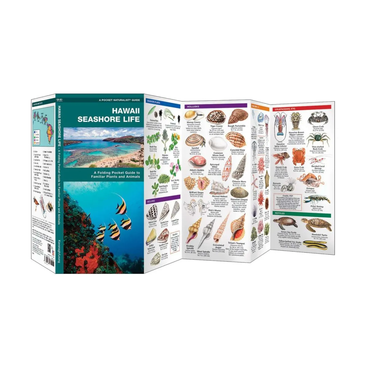 Hawaii Seashore Life