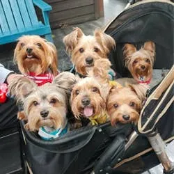 Ibiyaya - Monarch Premium Pet Jogger, Designer-Luxury Dog Stroller
