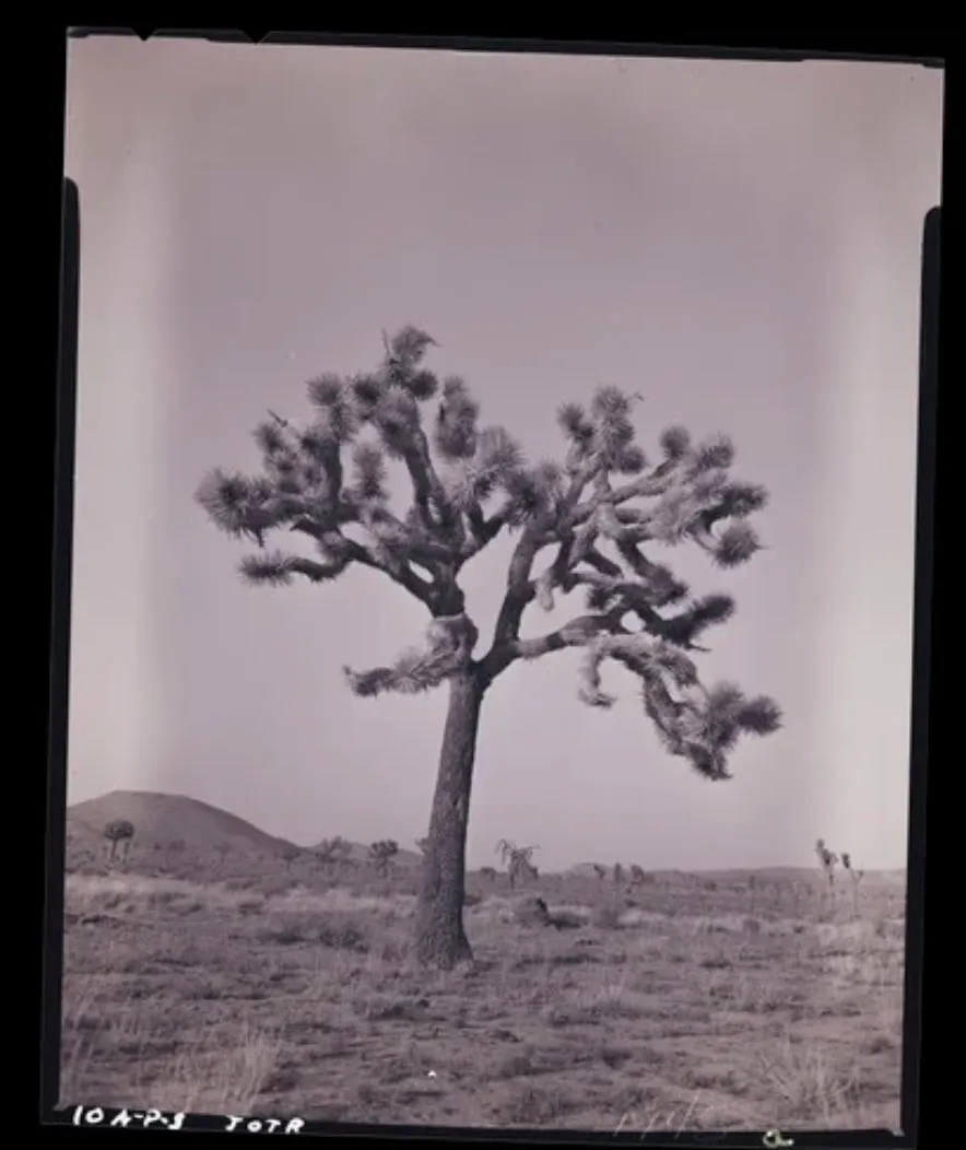 Joshua Tree-National Parks