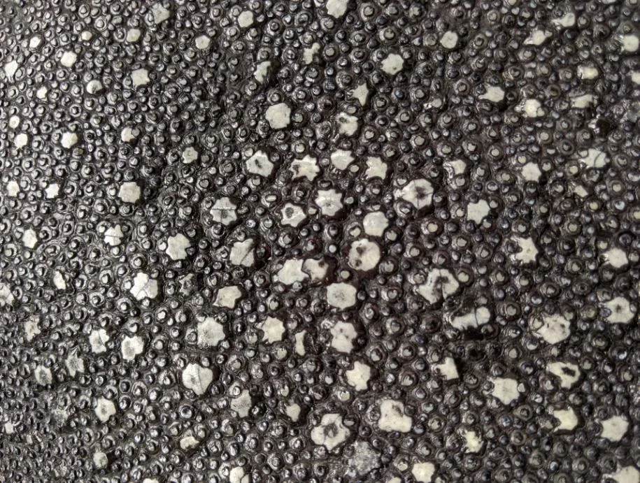 Kairagi (horn stingray) leather