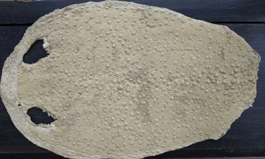 Kairagi (horn stingray) leather