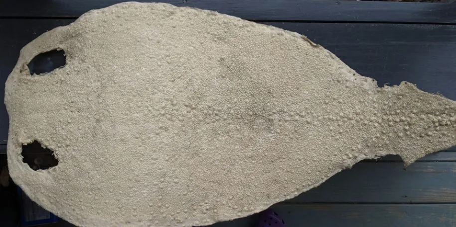 Kairagi (horn stingray) leather