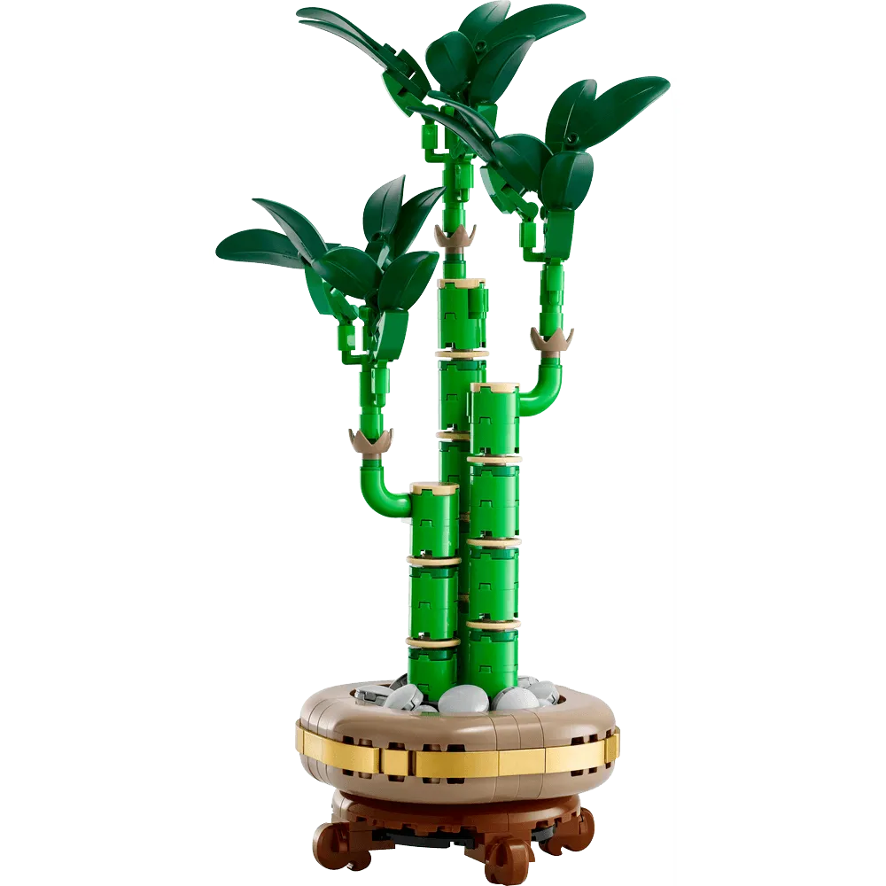 LUCKY BAMBOO 10344