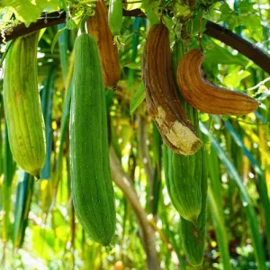 Luffa Gourd Seeds