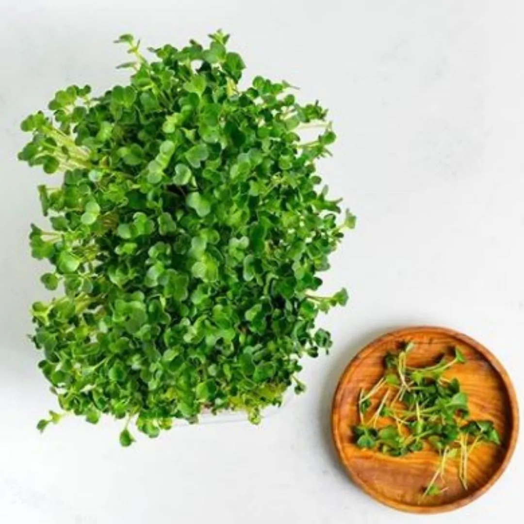 Microgreens Kit - Pack of 4 Seeds