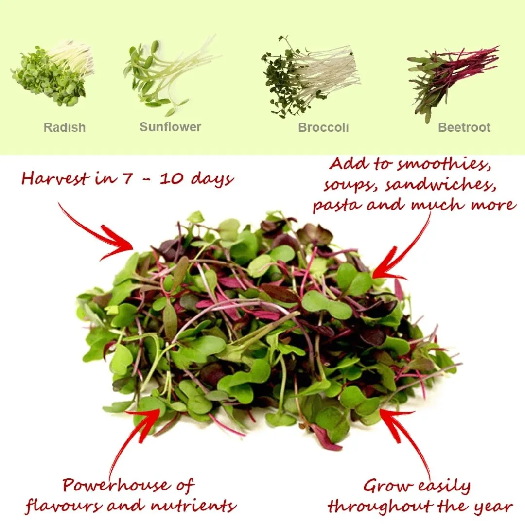 Microgreens Kit - Pack of 4 Seeds