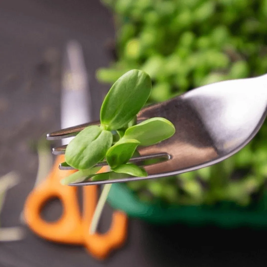 Microgreens Kit - Pack of 4 Seeds