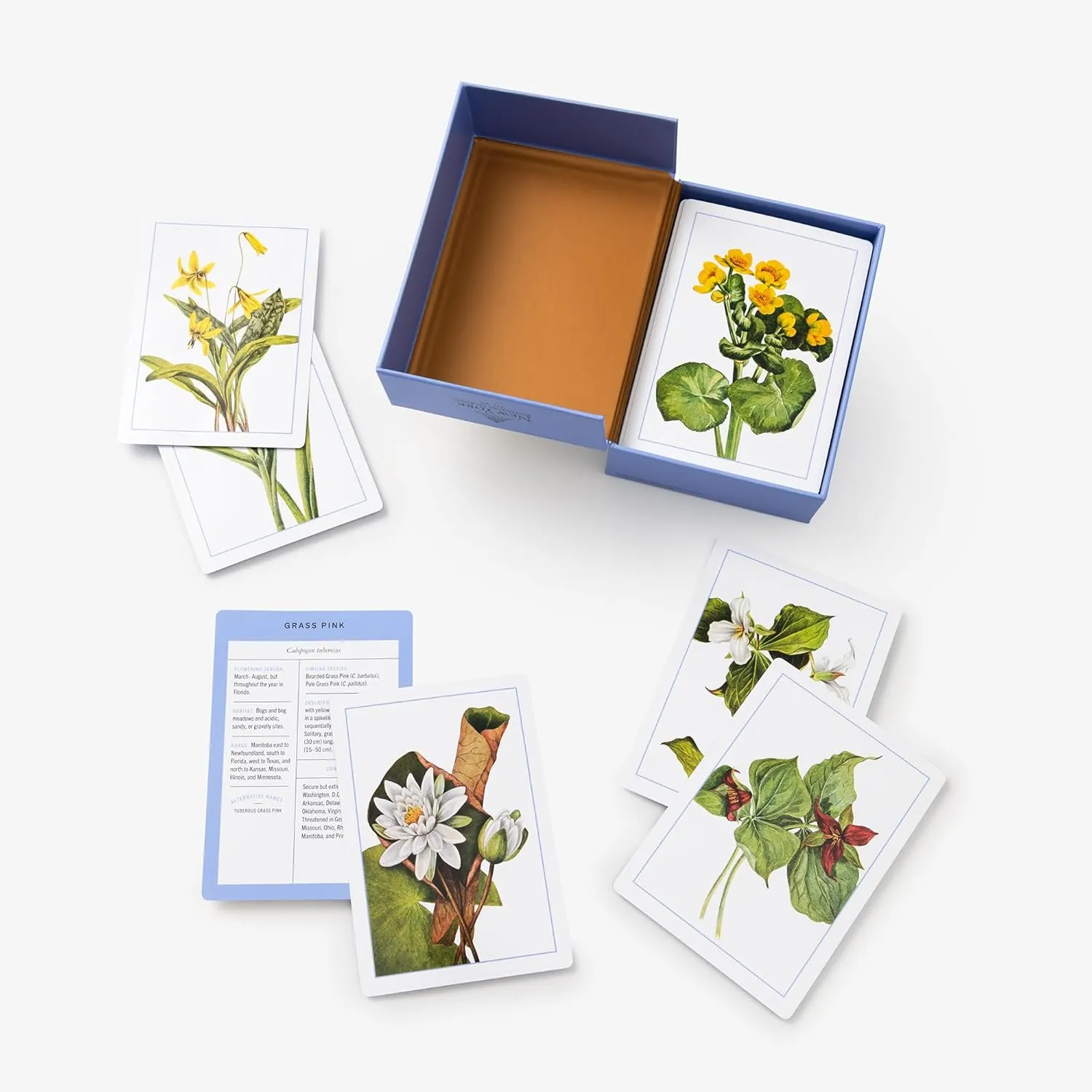 New York Botanical Garden Flashcards