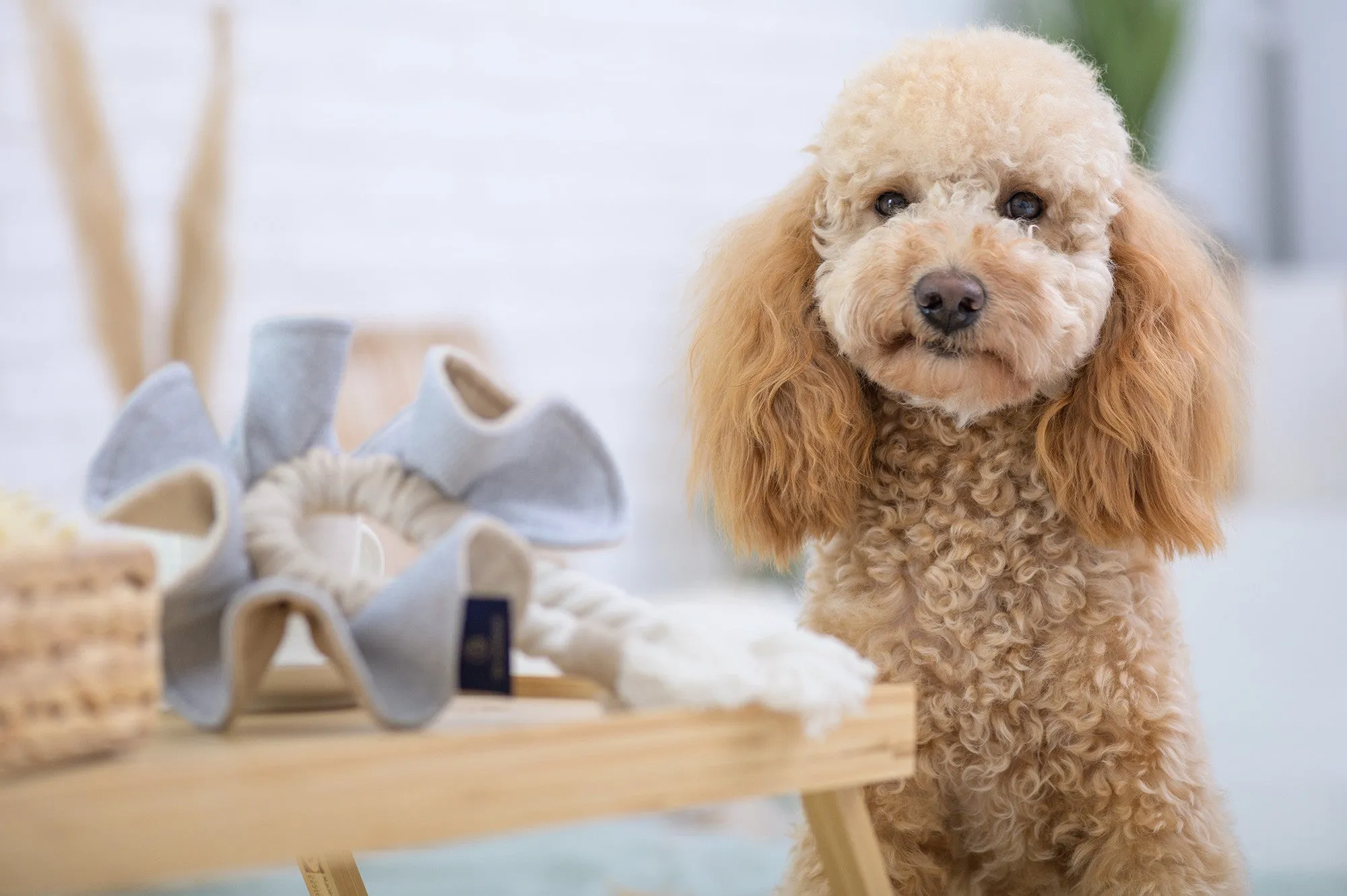 Oh Charlie Dog Toy Boho