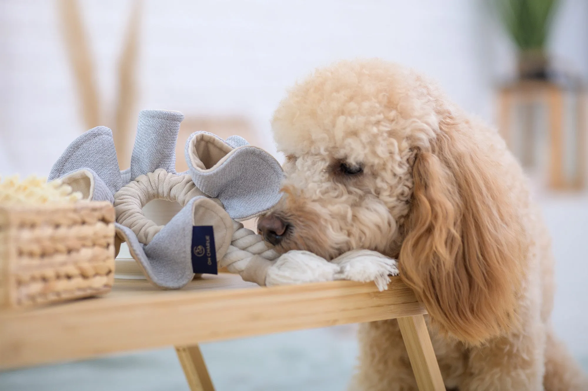 Oh Charlie Dog Toy Boho