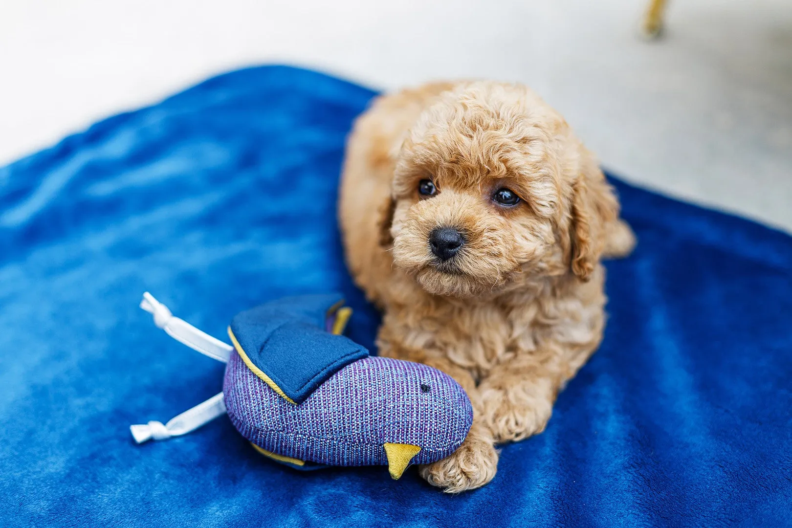 Oh Charlie Pet Blanket Magic