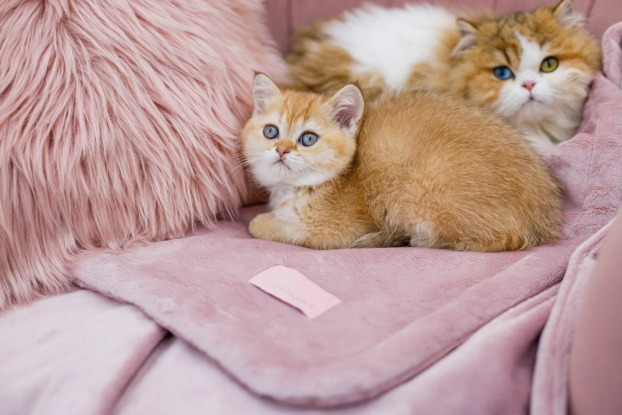 Oh Charlie Pet Blanket Magic