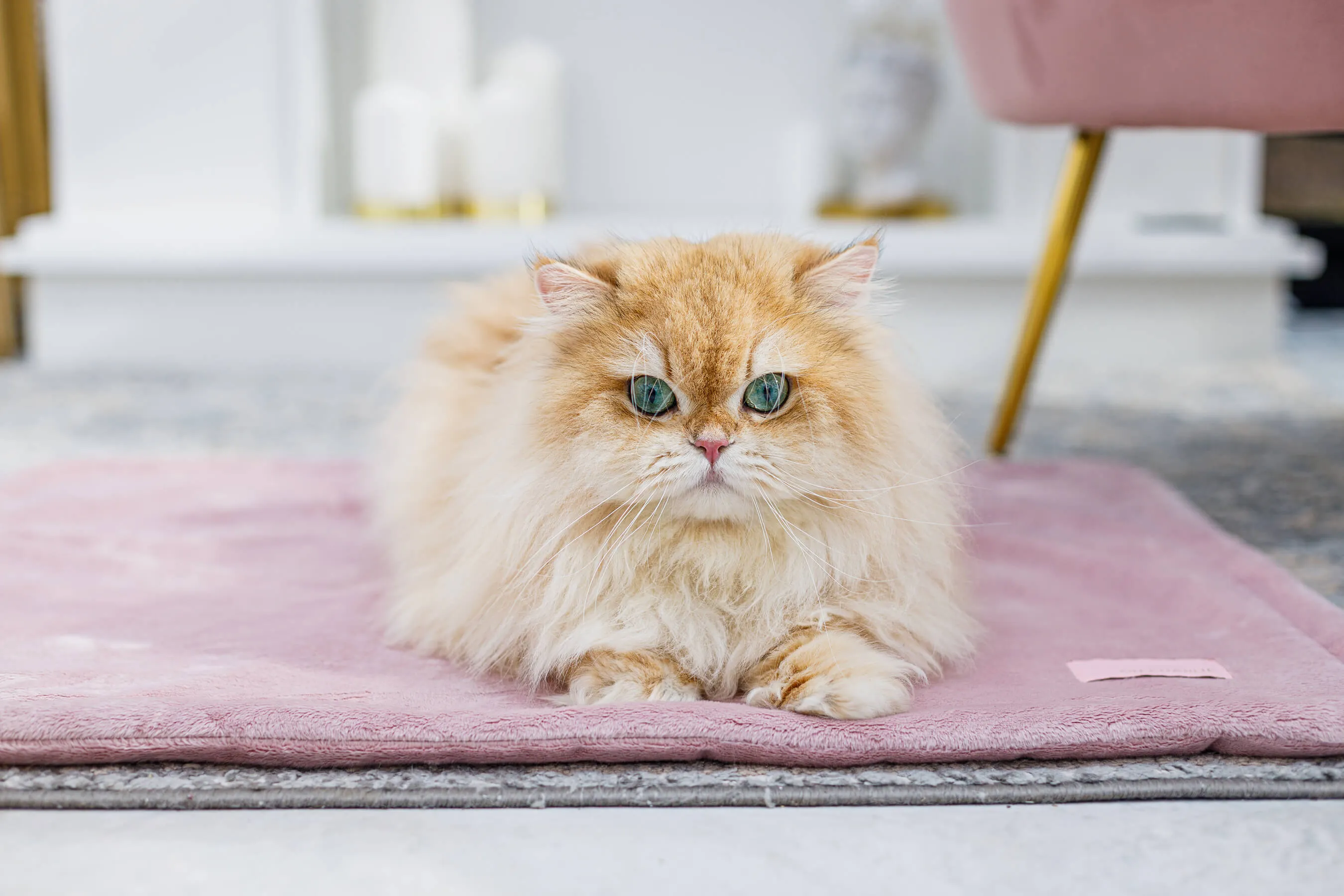 Oh Charlie Pet Blanket Magic