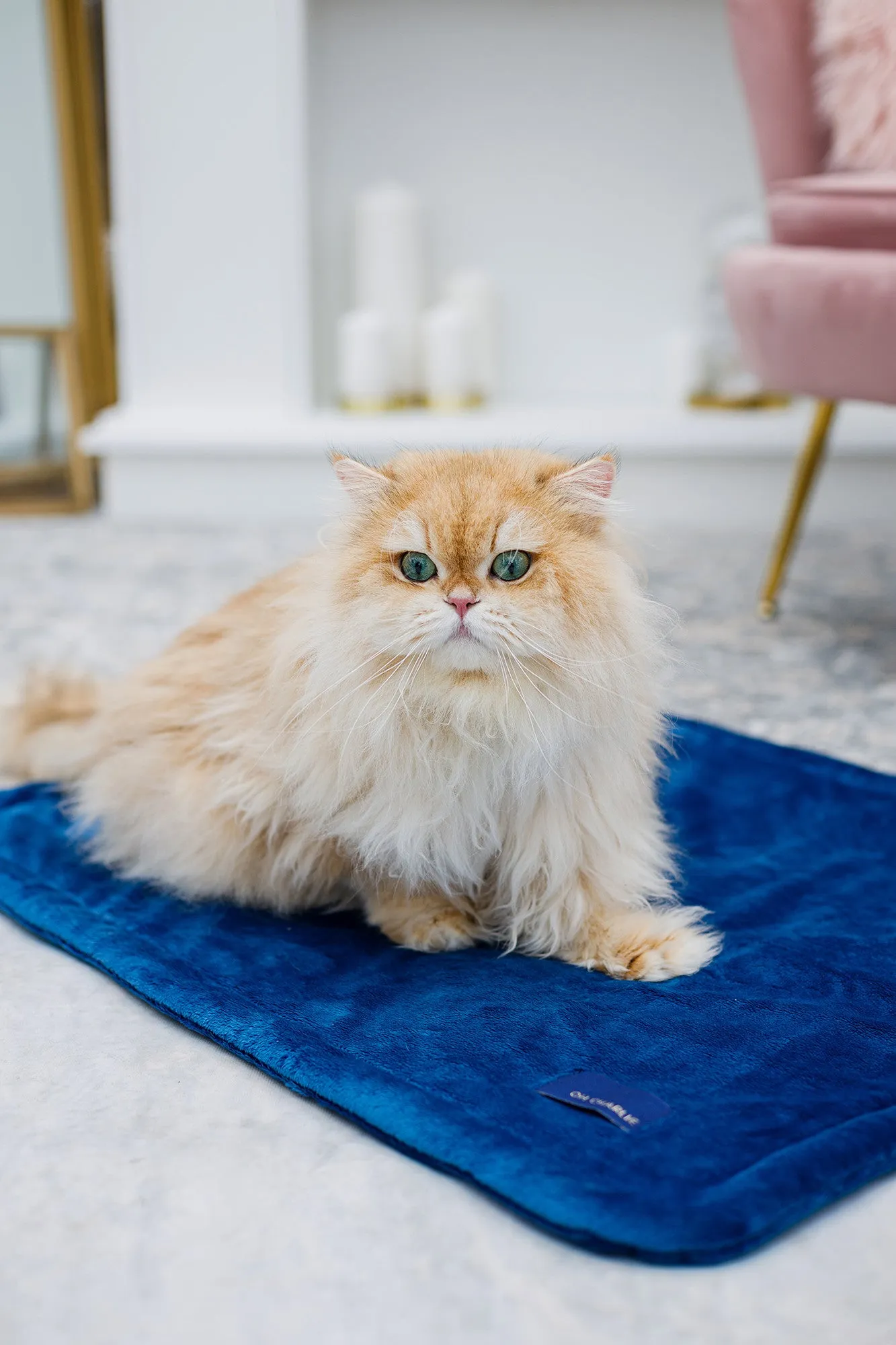 Oh Charlie Pet Blanket Magic
