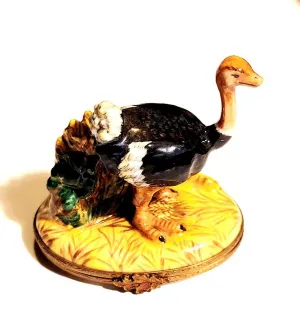 Ostridge Bird
