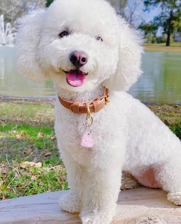 PoisePup - COLLAR - BELLA ROSE