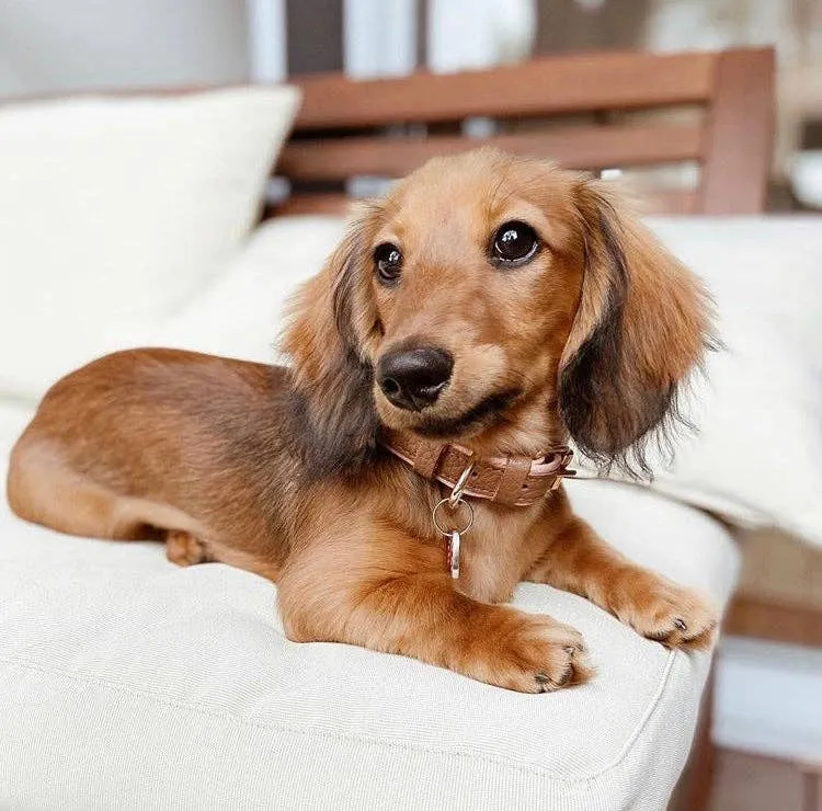 PoisePup - COLLAR - BELLA ROSE