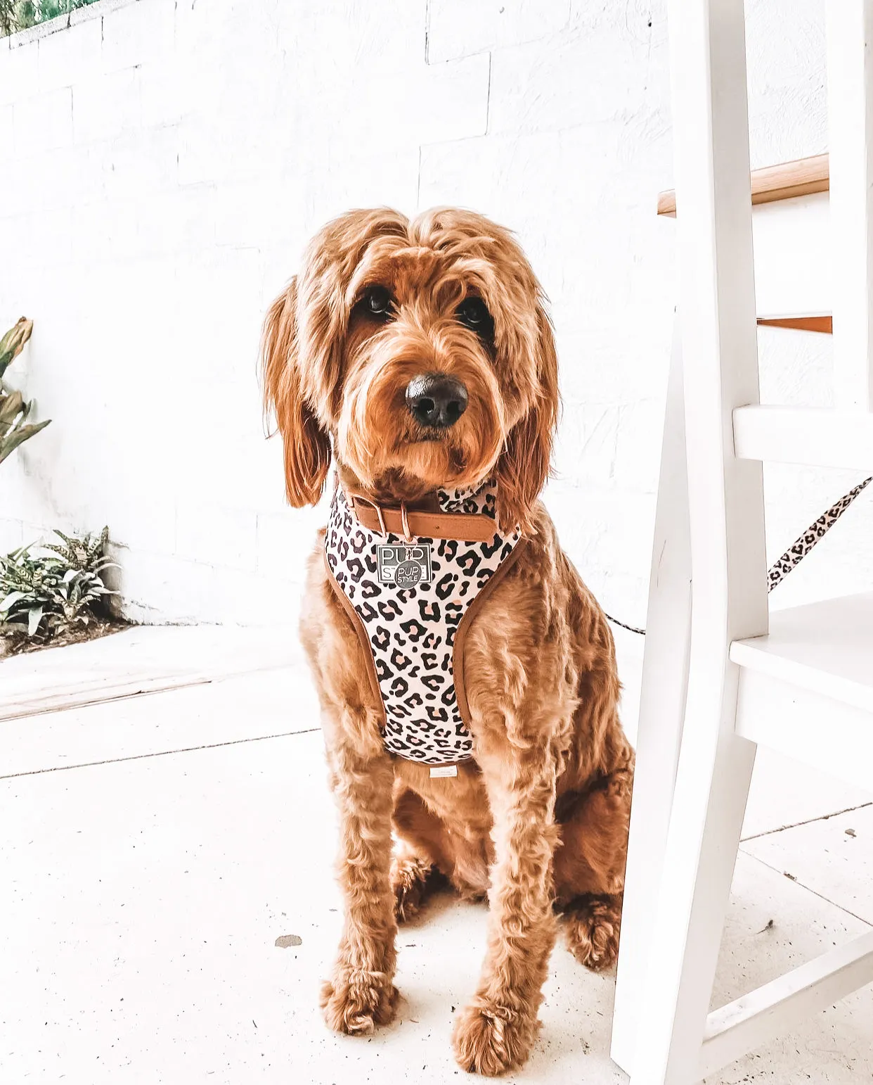 "Wild One" City Collar