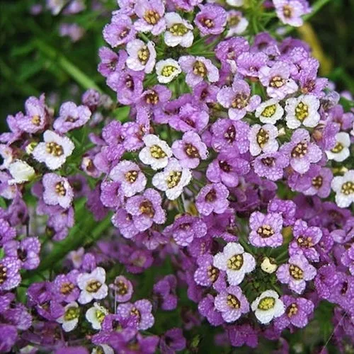 Royal Carpet Alyssum Seeds