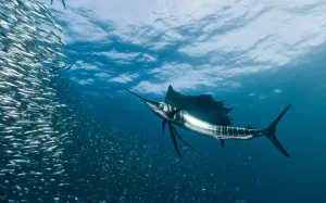 Sardine Run, Port Elizabeth, Eastern Cape, South Africa