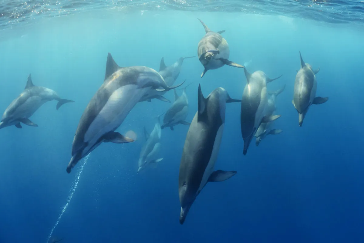 Sardine Run, Port Elizabeth, Eastern Cape, South Africa