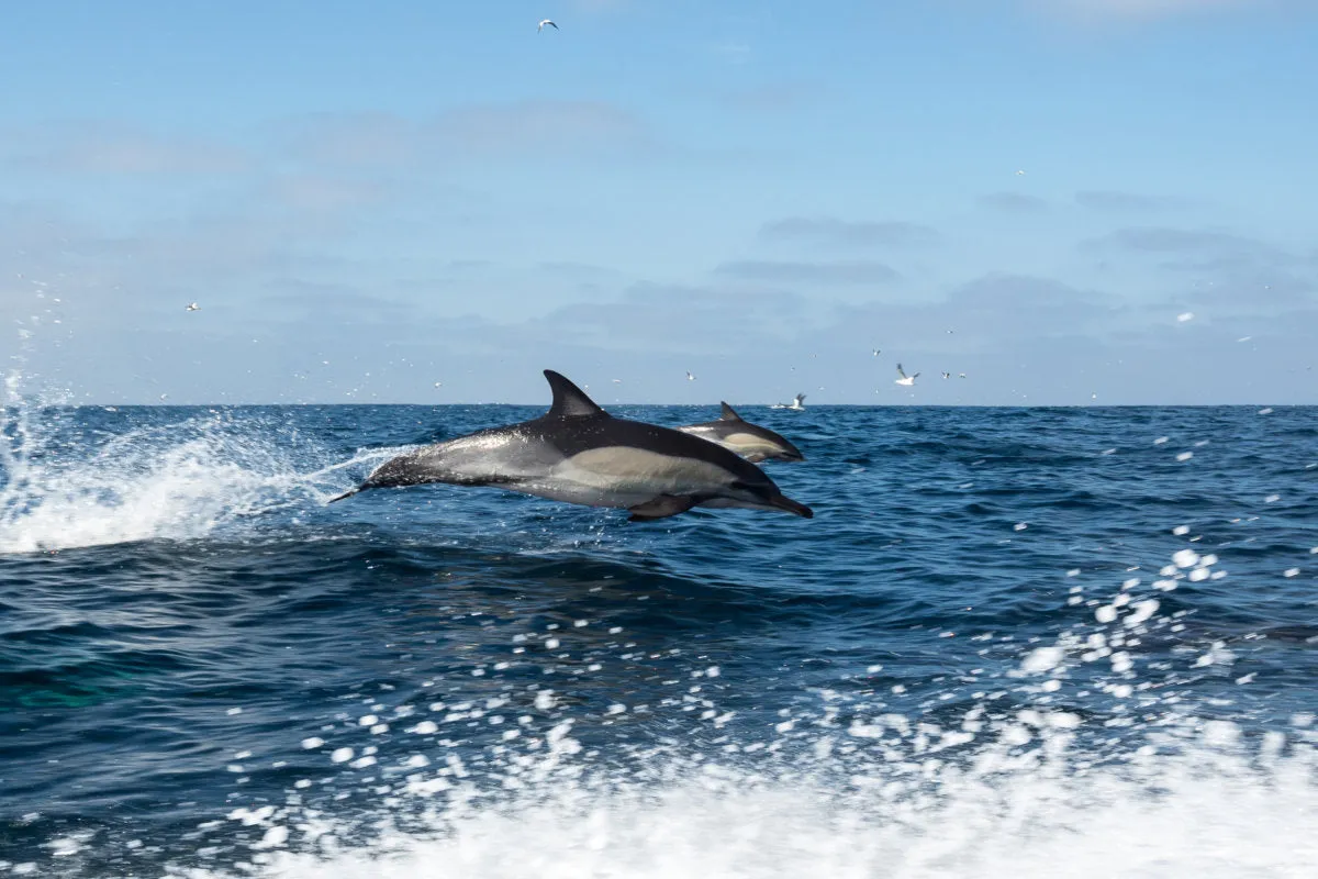 Sardine Run, Port Elizabeth, Eastern Cape, South Africa