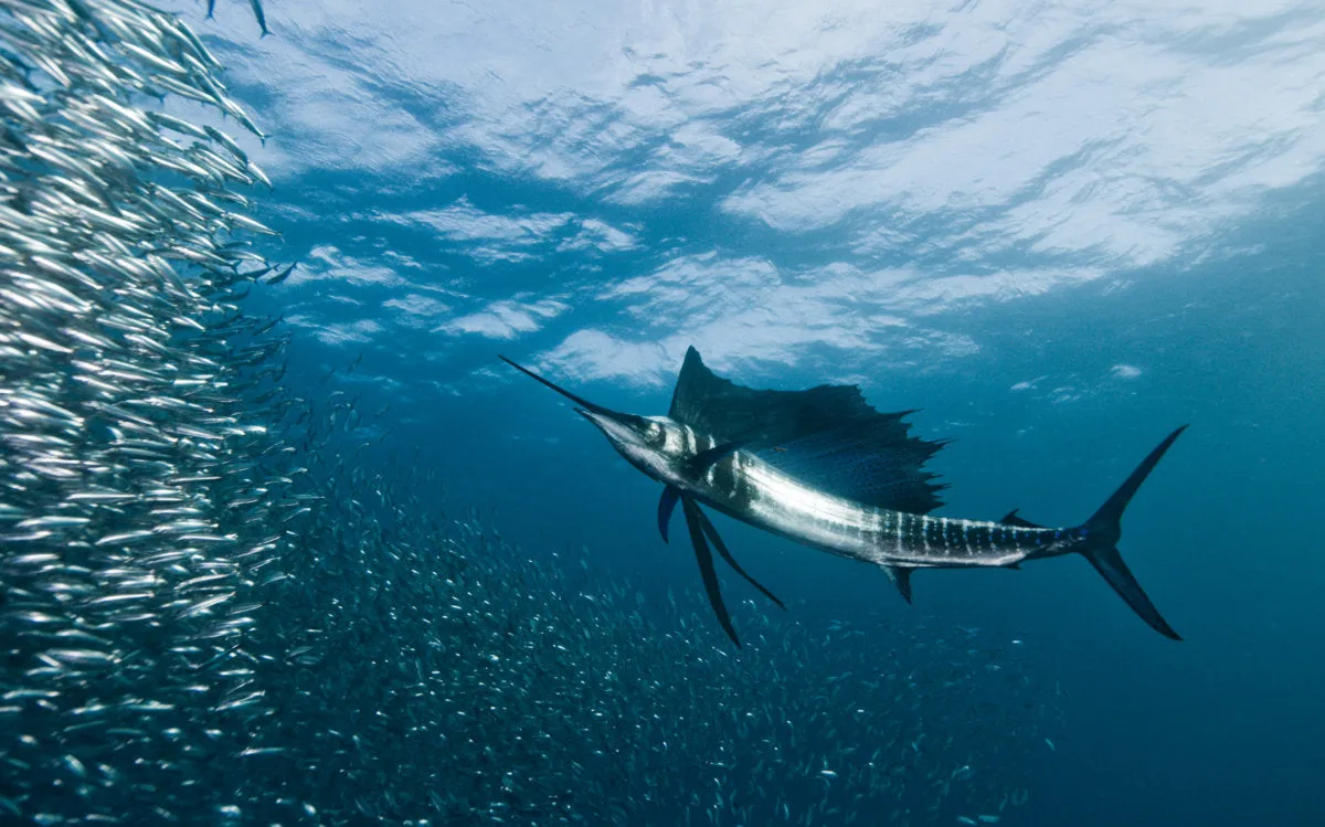 Sardine Run, Port Elizabeth, Eastern Cape, South Africa