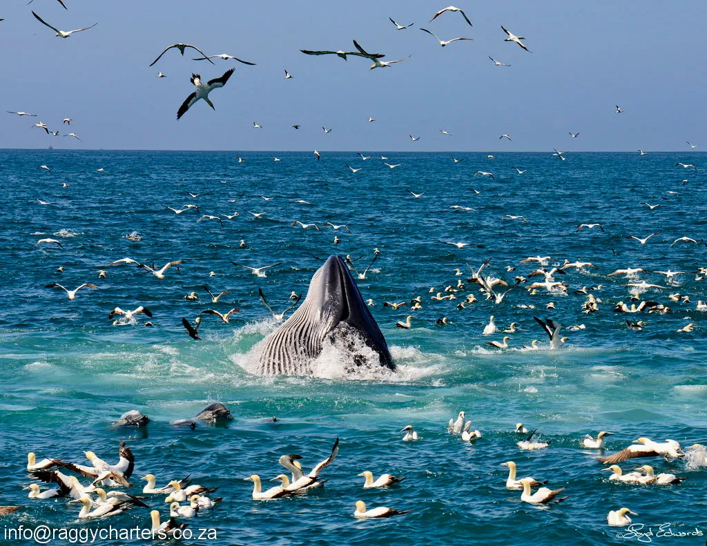 Sardine Run, Port Elizabeth, Eastern Cape, South Africa