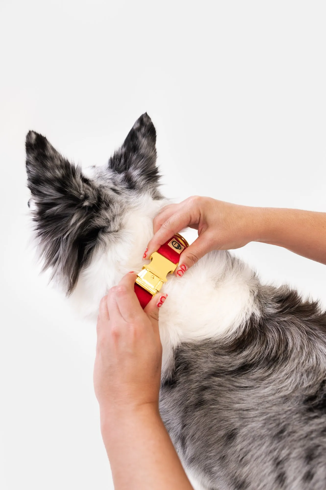 Scarlet Velvet - Dog Collar