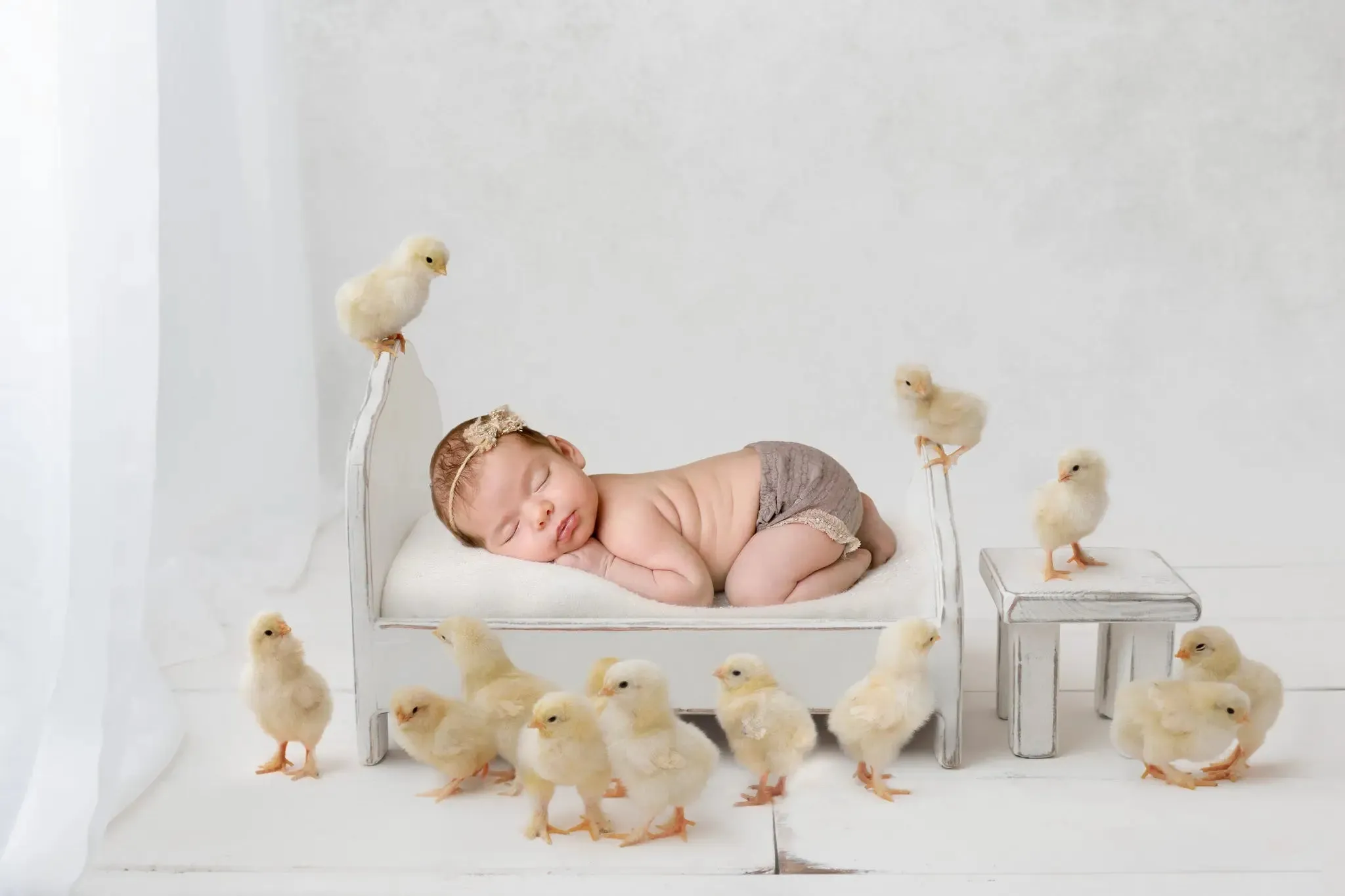 Shabby "Chick" Digital Background