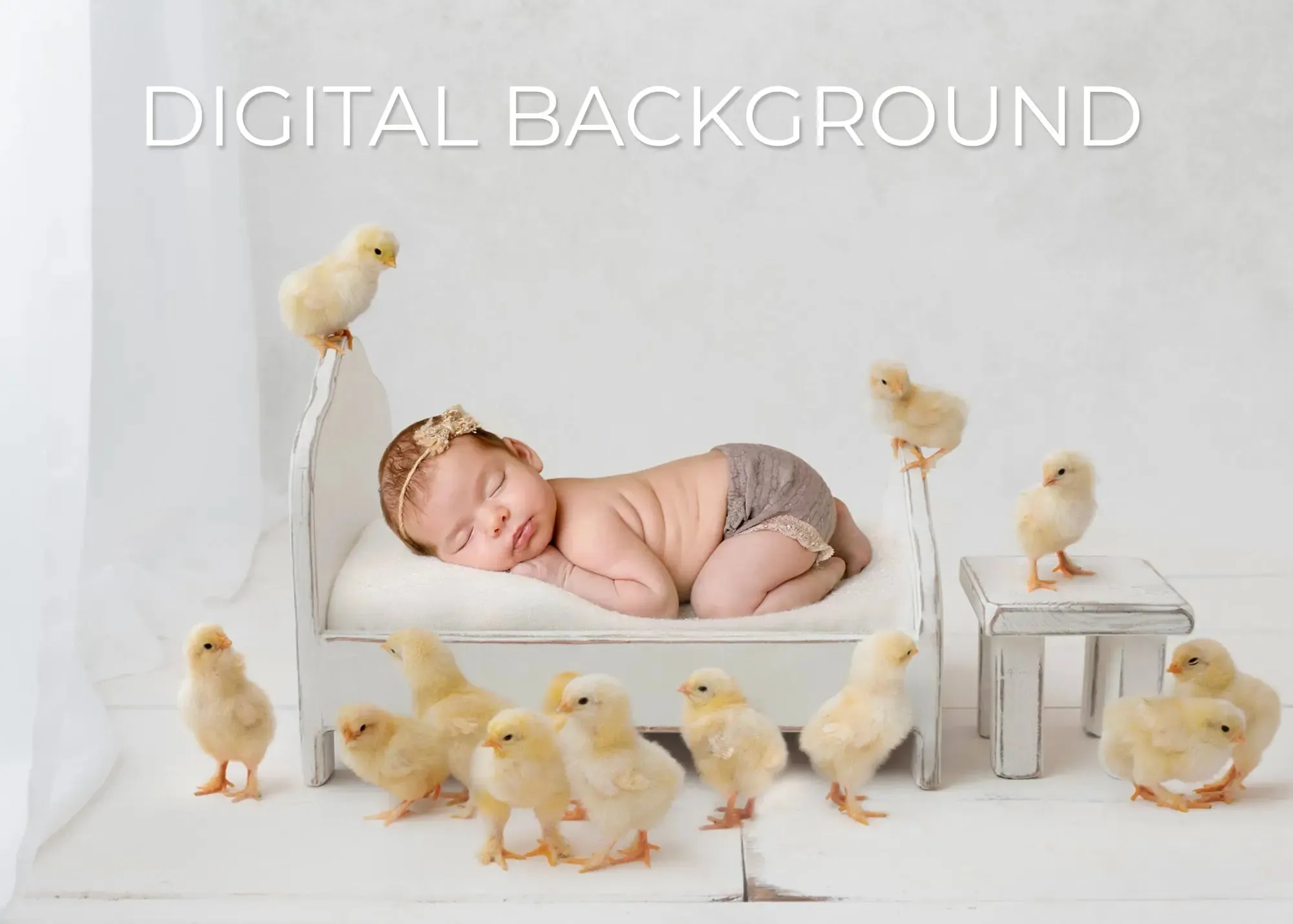 Shabby "Chick" Digital Background